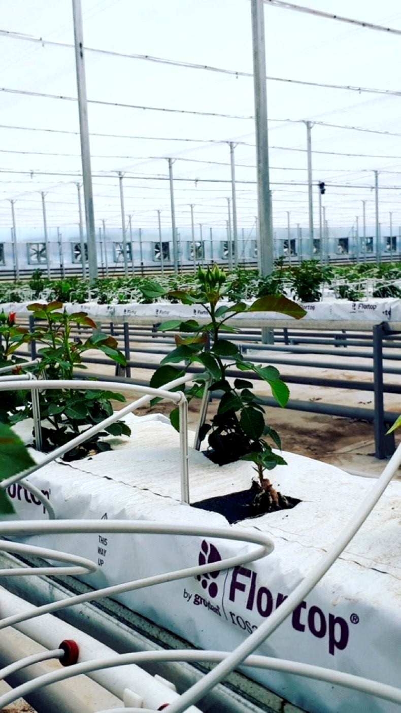 Sera nasıl kurulur, sera kurulumunda nelere dikkat edilmelidir.