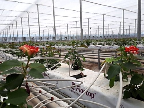 Süs Bitkileri Seraları