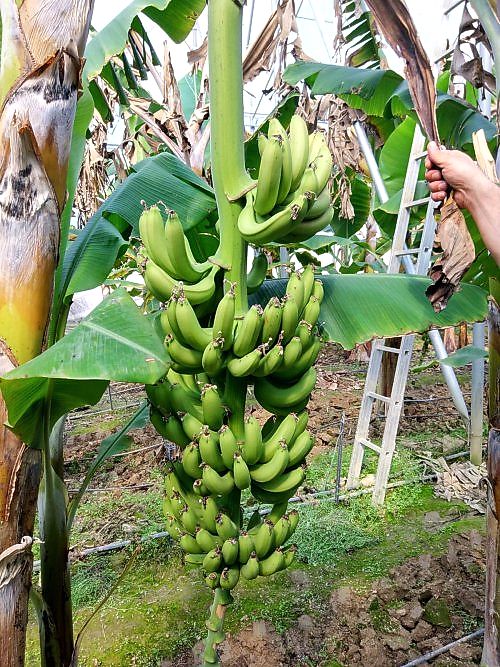 Muz Üretim Seraları