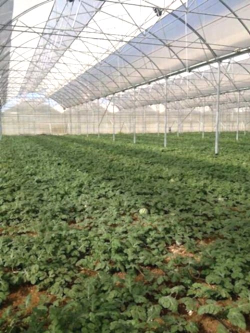 Земельные сельскохозяйственные теплицы
