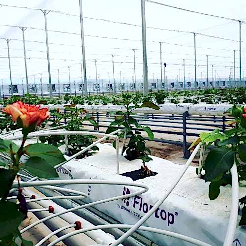 Topraksız Tarım Seraları